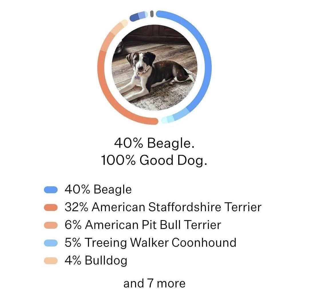 Nessarose, a ADOPTABLE mixed breed in Oswego, IL image 2/5