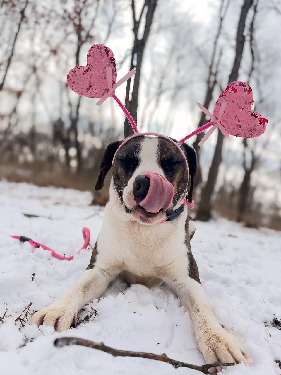 Nessarose, a ADOPTABLE mixed breed in Oswego, IL image 3/5