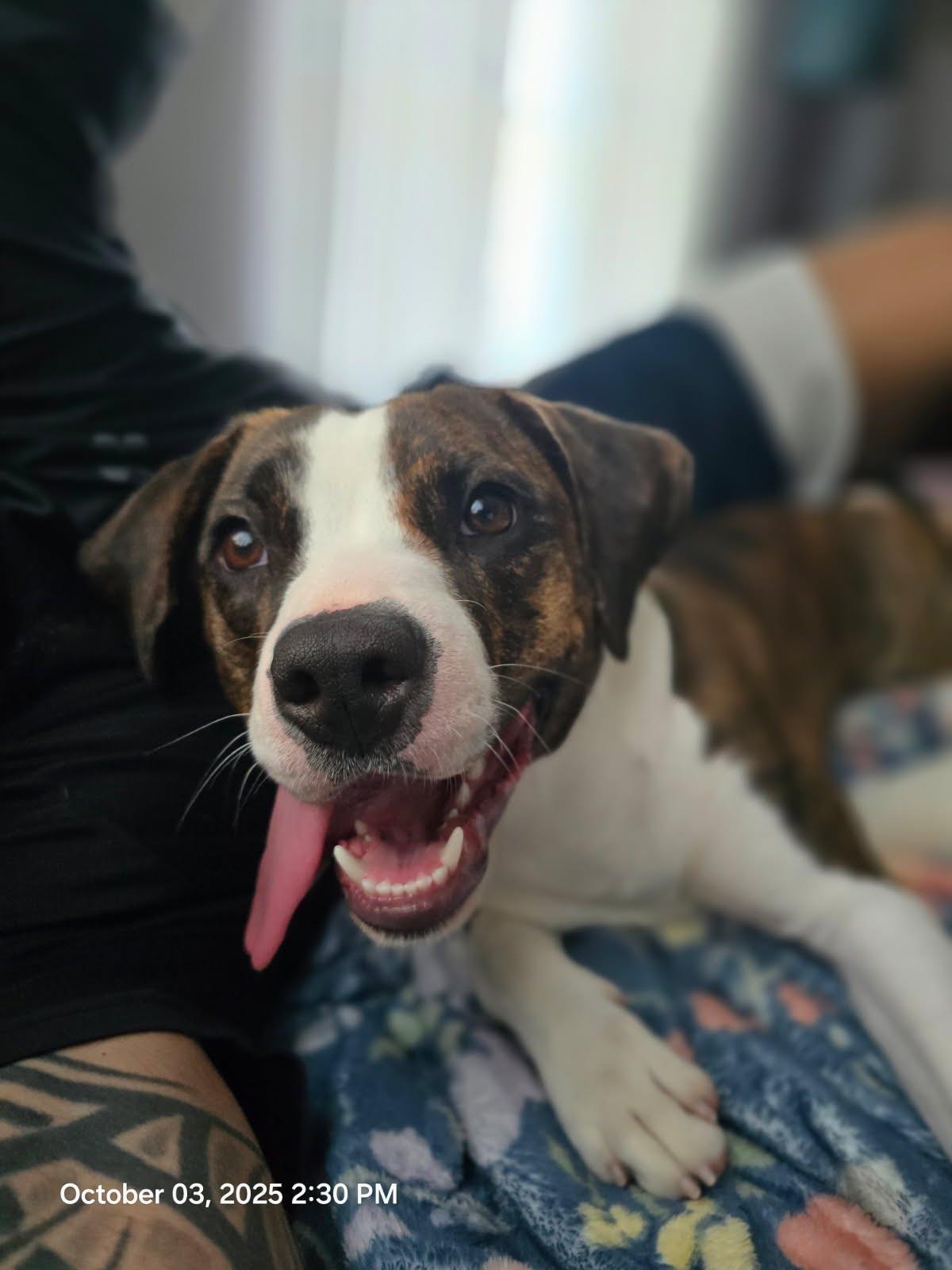 Nessarose, ADOPTABLE, Young Female Beagle & American Staffordshire Terrier.