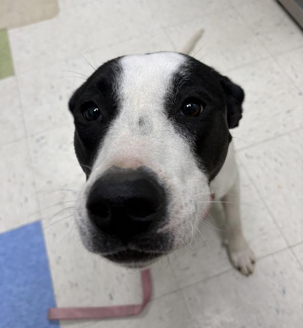 Lita, Adoptable, Young Female Labrador Retriever & Pit Bull Terrier.