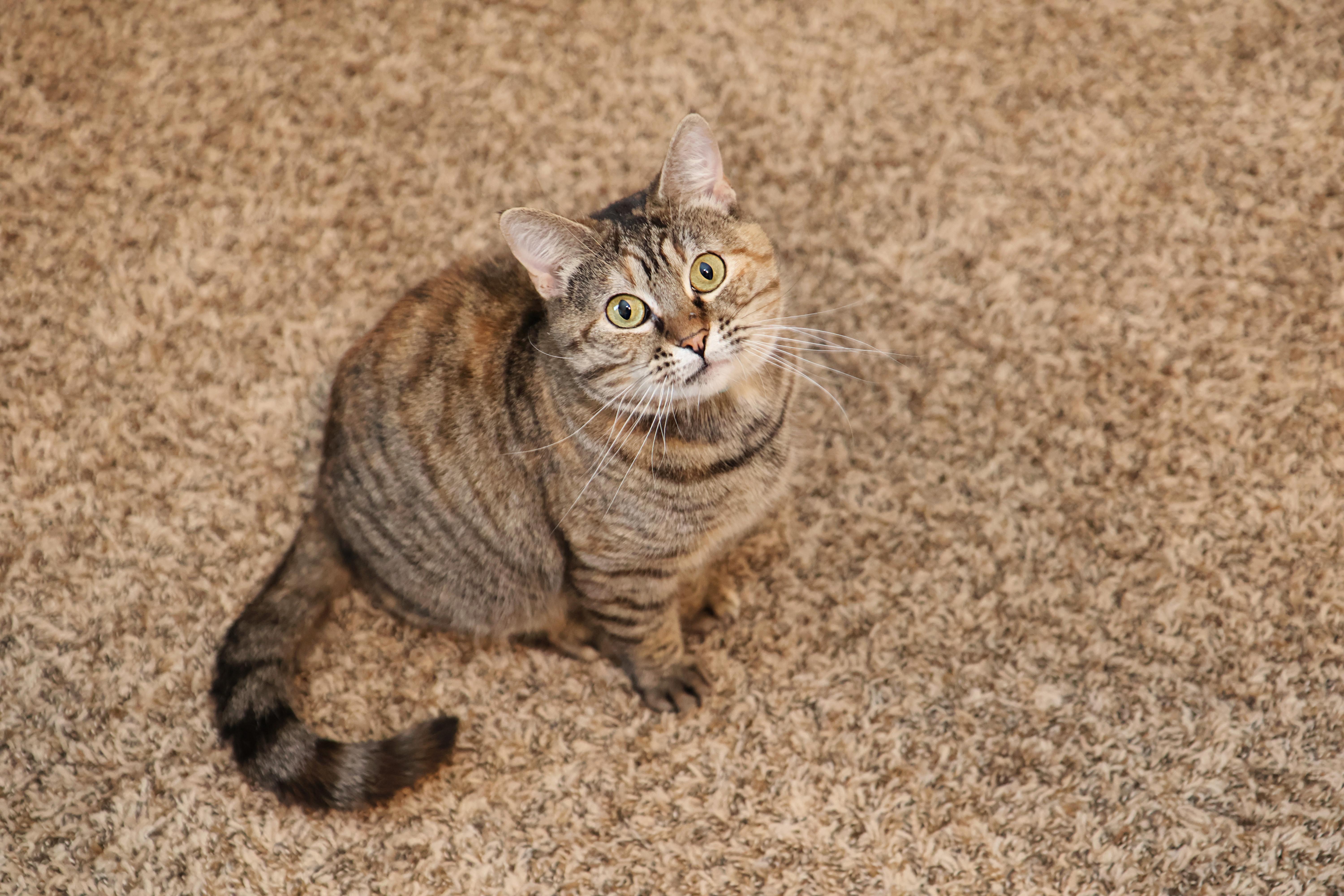 Georgina, a Adopted Tabby in Mission, KS image 1/2