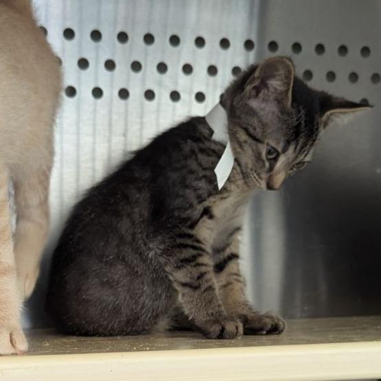 Enlarge Seattle, a Adoptable Domestic Short Hair in Lynchburg, VA image 1/1