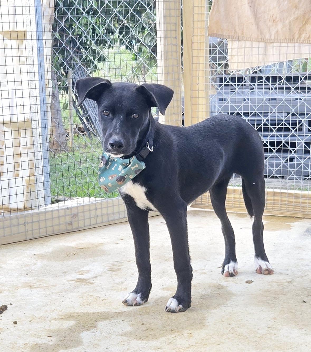 Enlarge Leyla, a Adoptable mixed breed in ISABELA, PR image 1/1