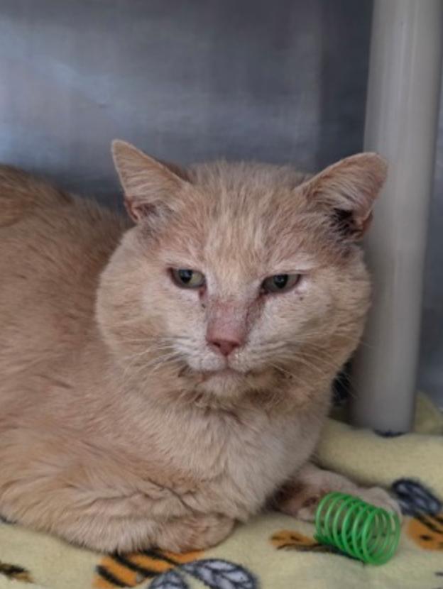 Jelly Roll, adopted, Adult Male Domestic Short Hair.