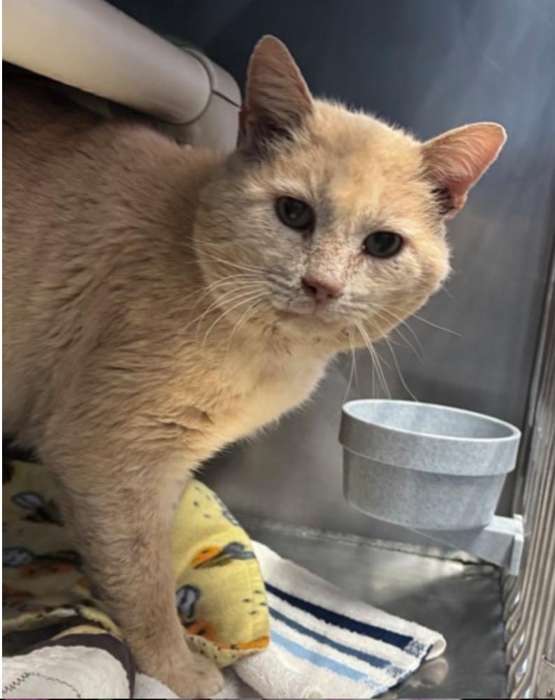 Enlarge Jelly Roll, an adopted mixed breed in Marshall, NC image 2/2