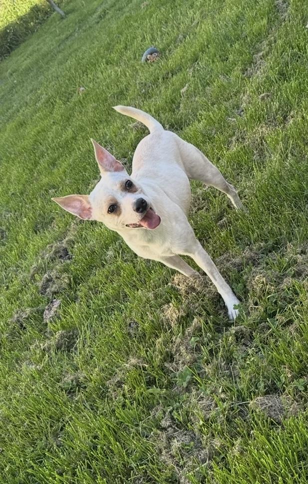 Flo, Adoptable, Young Female Chihuahua.