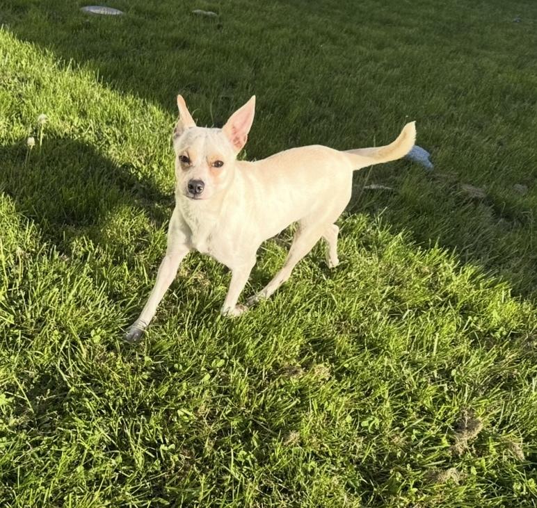 Flo, a Adoptable mixed breed in Cheektowaga, NY image 2/2