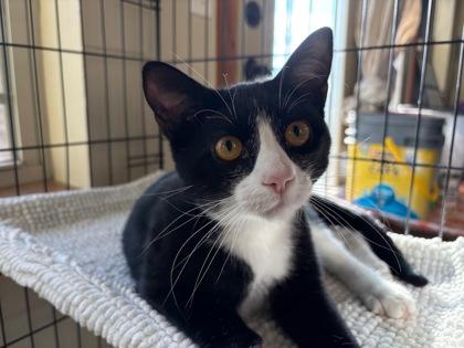 Herc, Adoptable, Adult Male Domestic Short Hair.