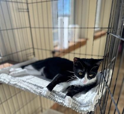 Enlarge Herc, a Adoptable Domestic Short Hair in El Reno, OK image 2/2