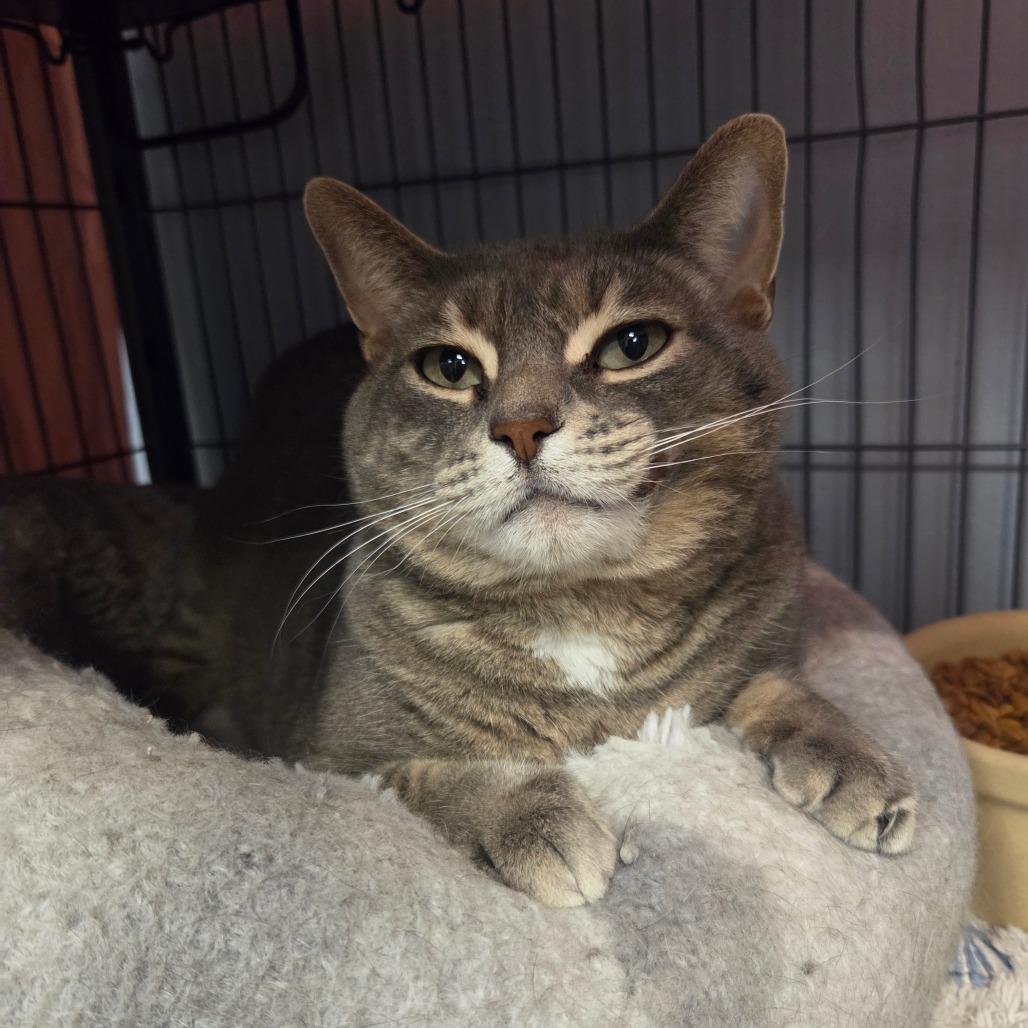 Cloud, Adoptable, Adult Female Domestic Short Hair.