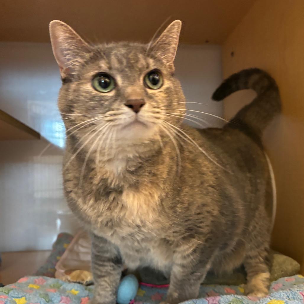 Bella, Adoptable, Senior Female Domestic Short Hair.