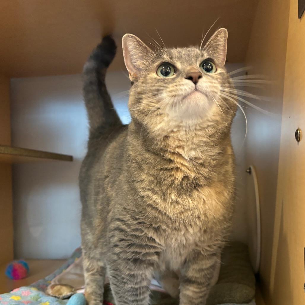 Bella, a Adoptable Domestic Short Hair in Washington Township, OH image 2/3