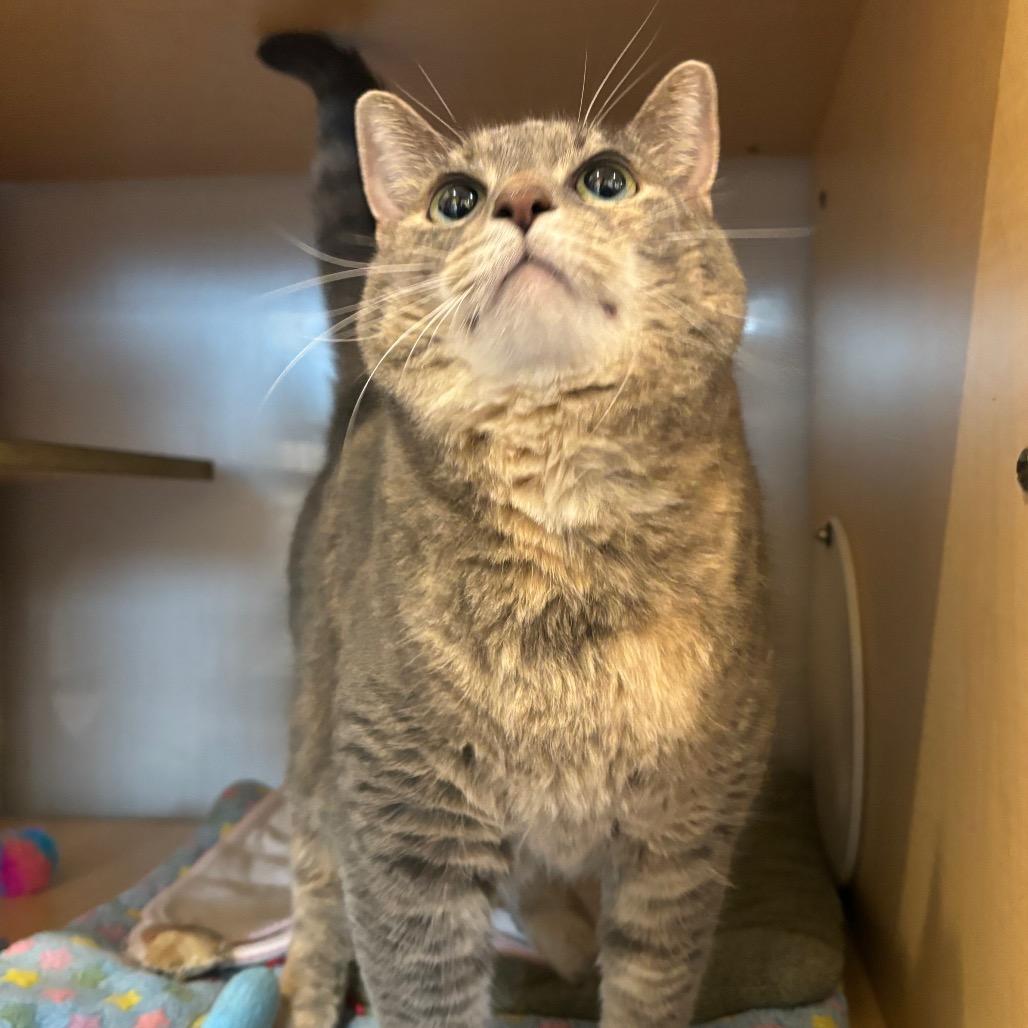 Bella, a Adoptable Domestic Short Hair in Washington Township, OH image 3/3