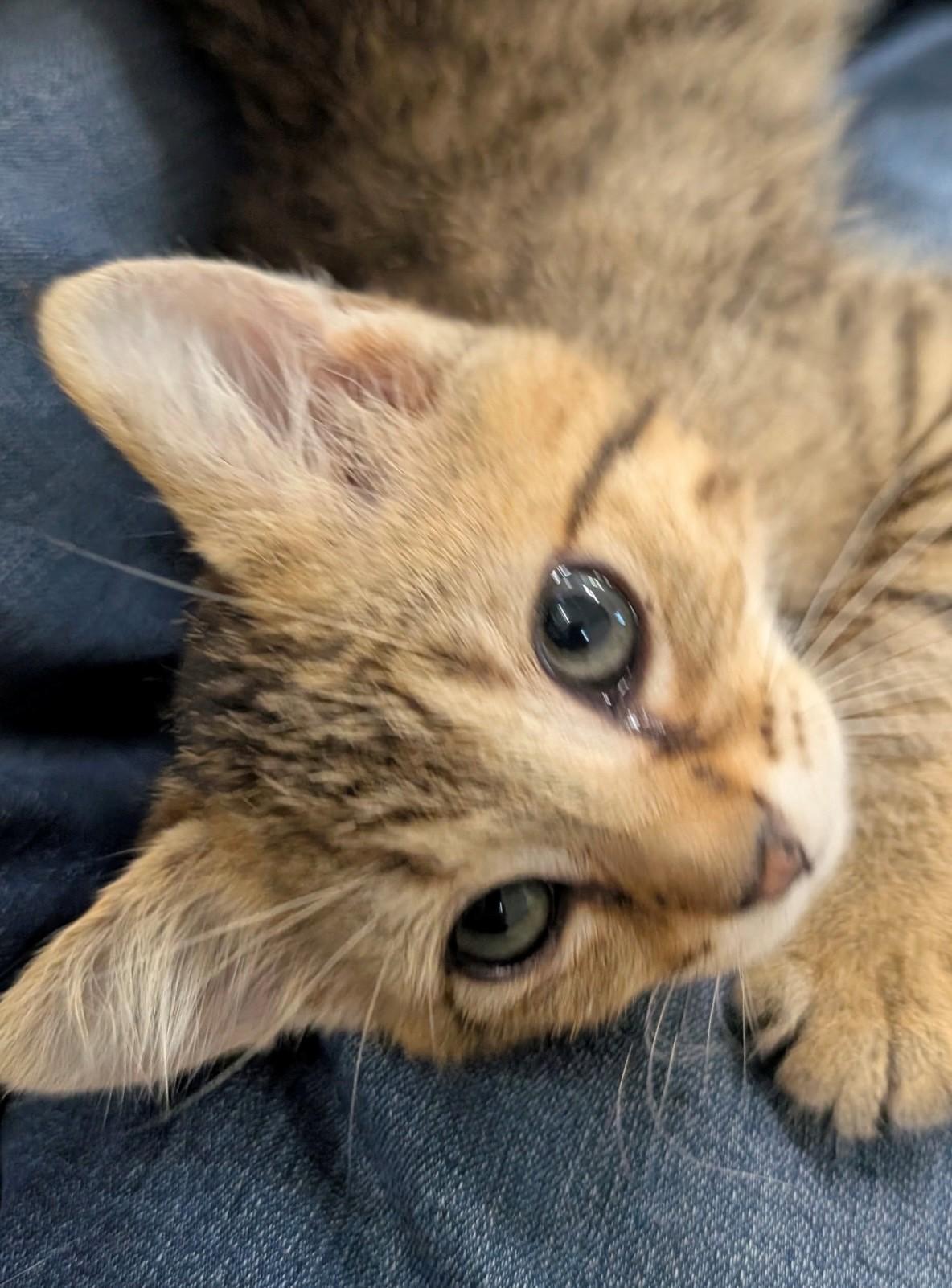 Bonded Baby Brothers, an adopted Domestic Short Hair in Walworth, WI image 3/4