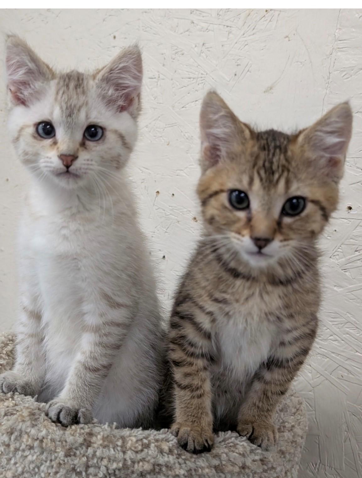 Bonded Baby Brothers, an adopted Domestic Short Hair in Walworth, WI image 4/4