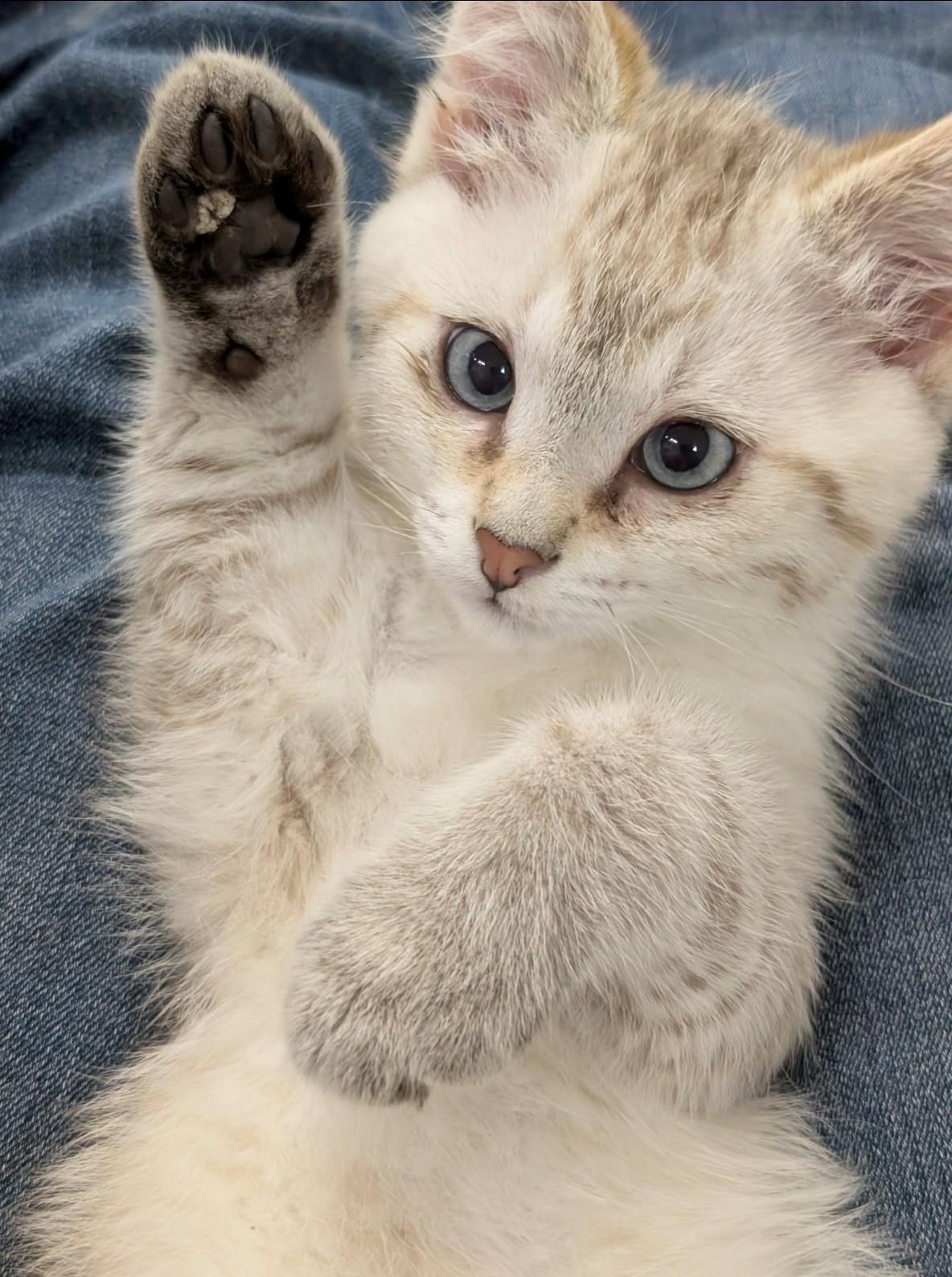 Bonded Baby Brothers, an adopted Domestic Short Hair in Walworth, WI image 2/4