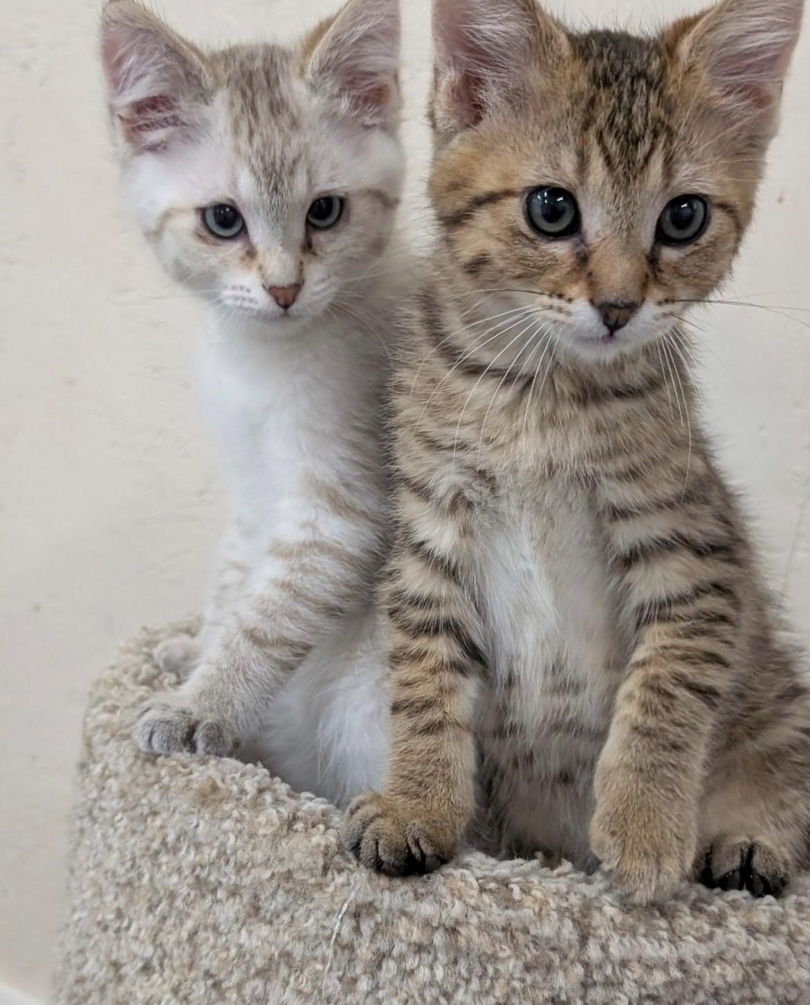 Bonded Baby Brothers, an adopted Domestic Short Hair in Walworth, WI image 1/4