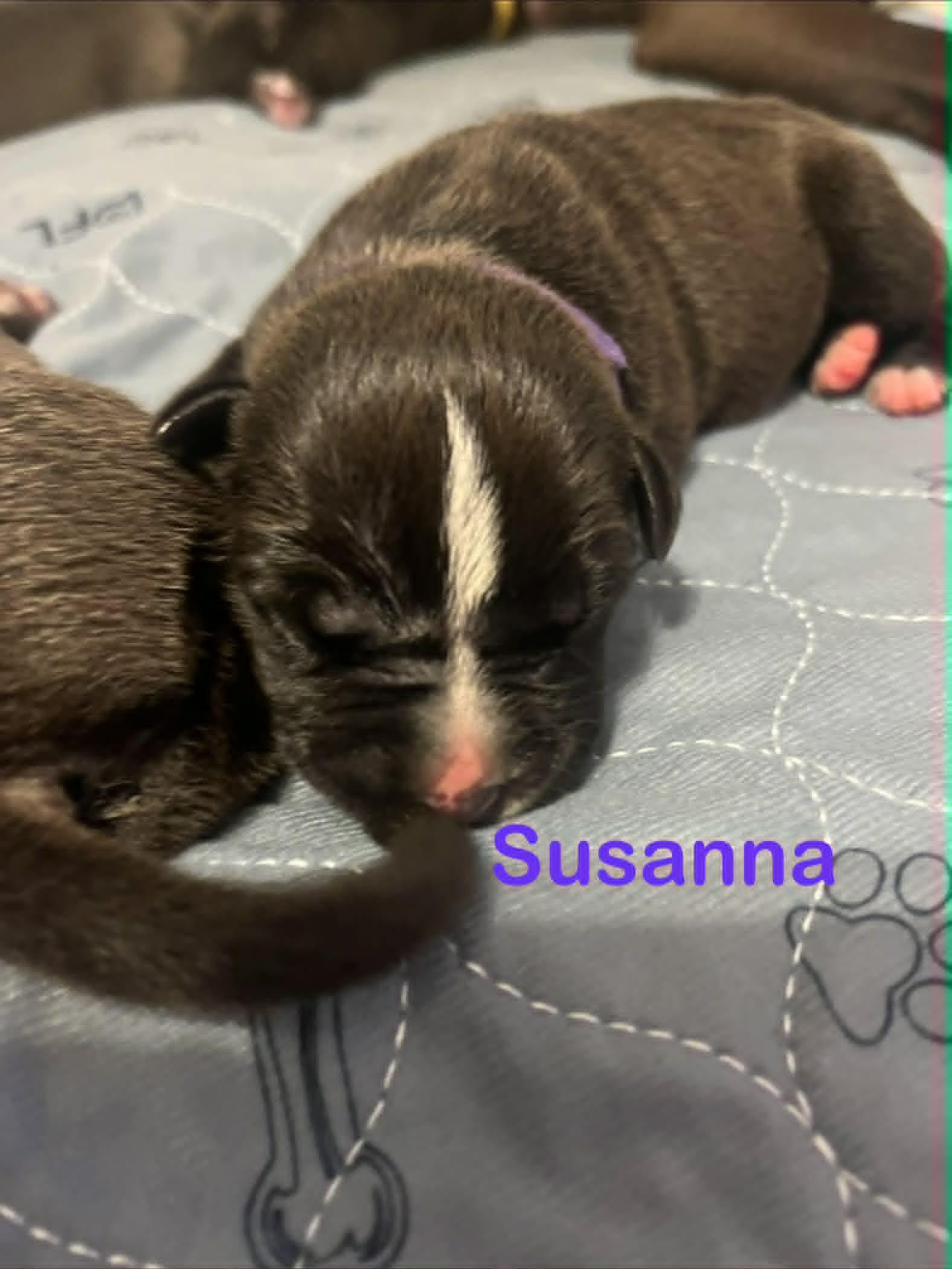 Susanna, Adoptable, Puppy Female Pit Bull Terrier.