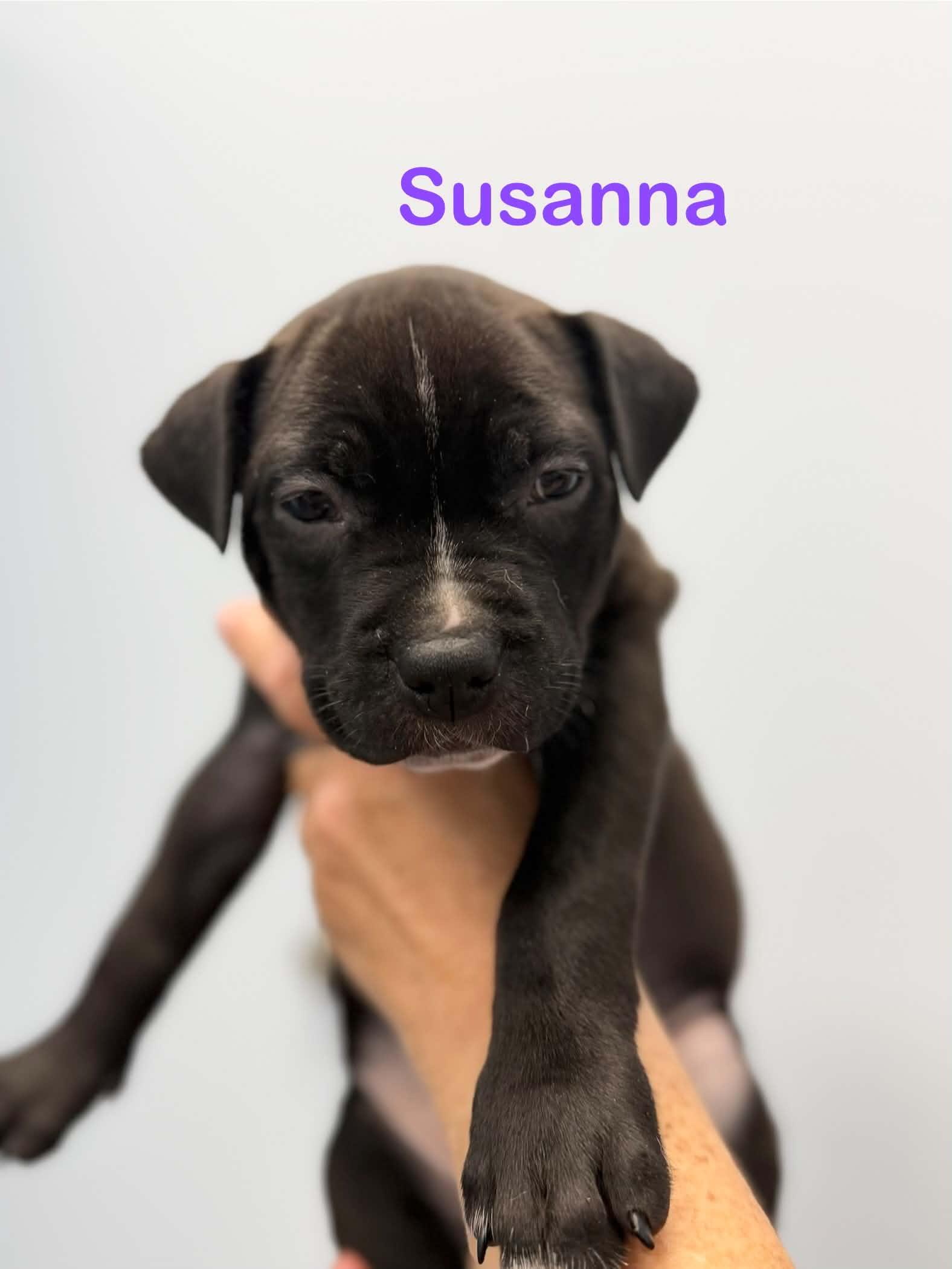 Enlarge Susanna, a Adoptable mixed breed in St. Clair Shores, MI image 2/5
