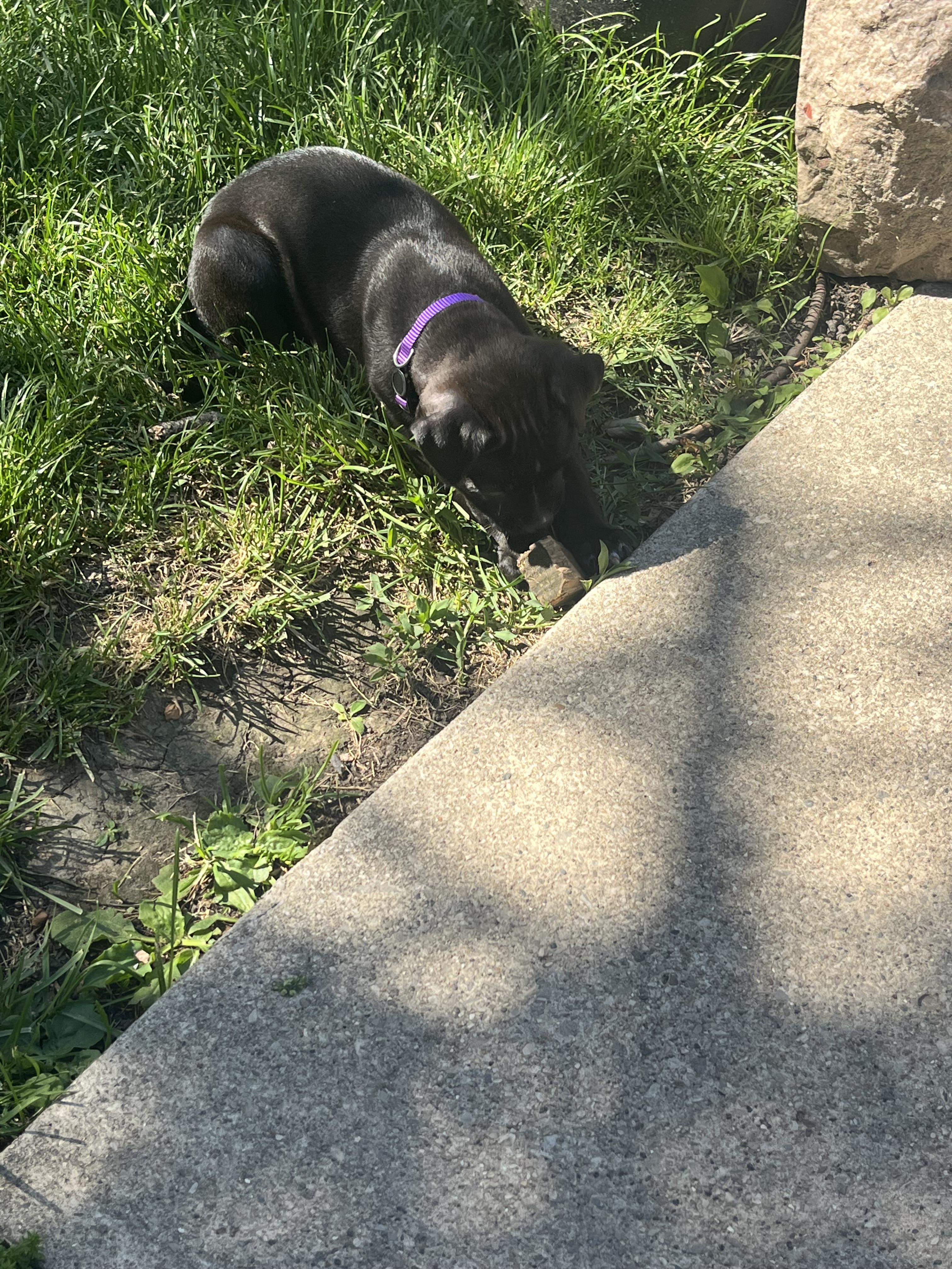 Enlarge Susanna, a Adoptable mixed breed in St. Clair Shores, MI image 3/5