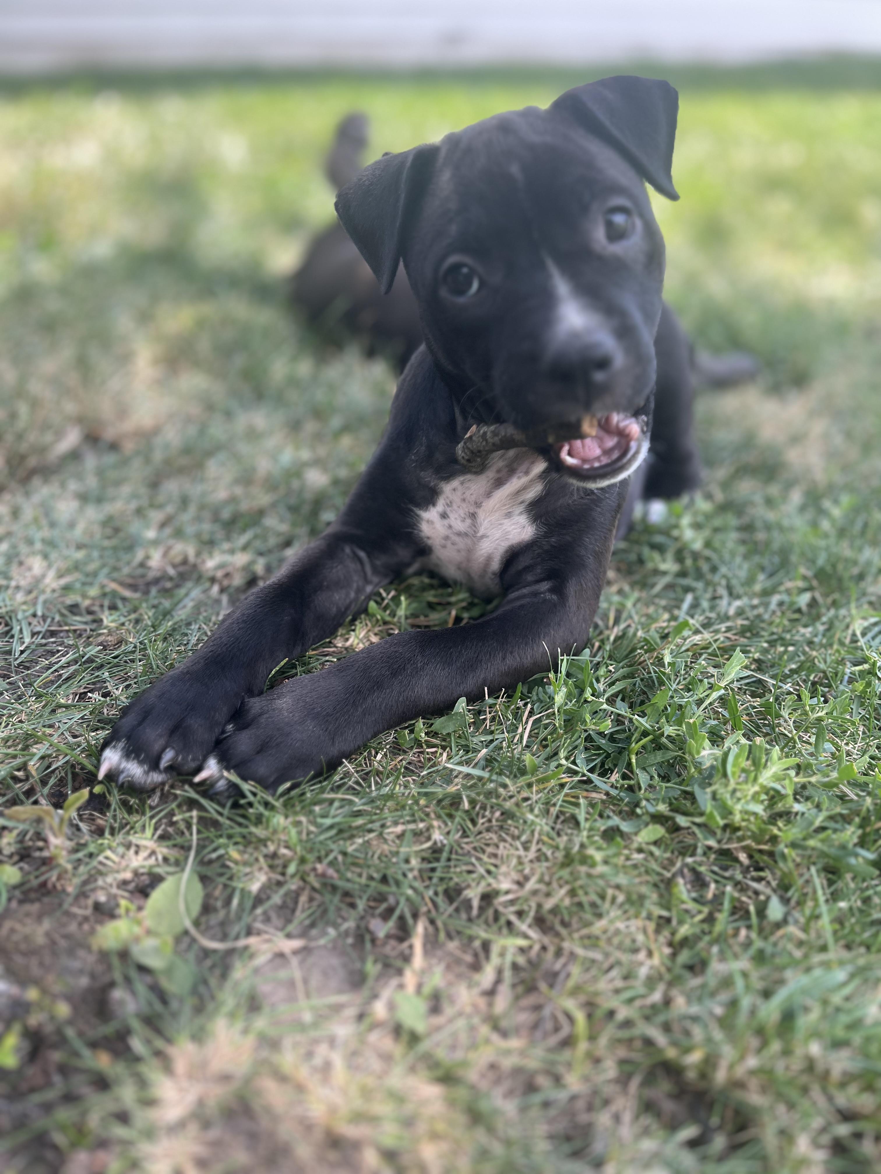 Enlarge Susanna, a Adoptable mixed breed in St. Clair Shores, MI image 4/5