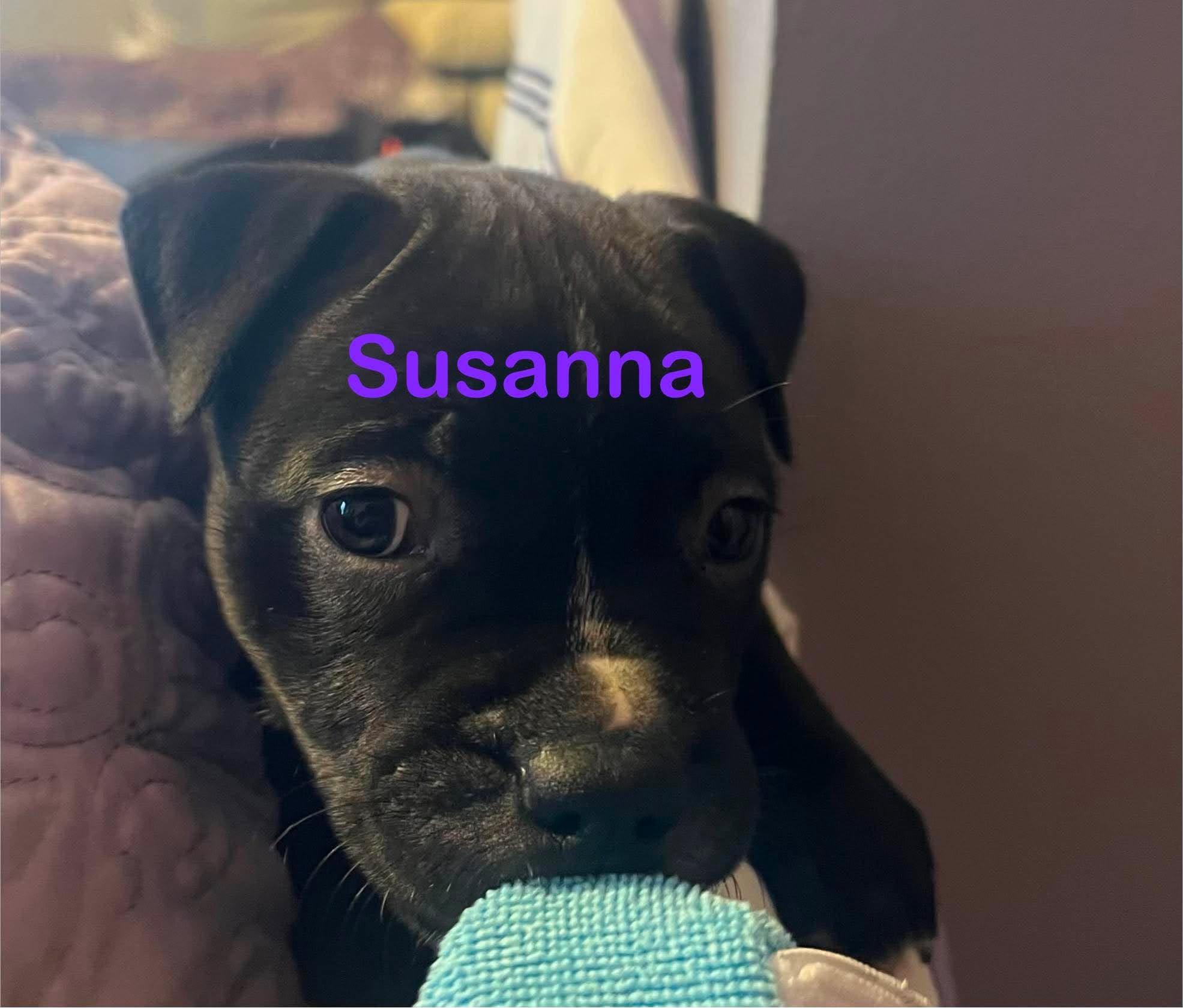 Enlarge Susanna, a Adoptable mixed breed in St. Clair Shores, MI image 5/5