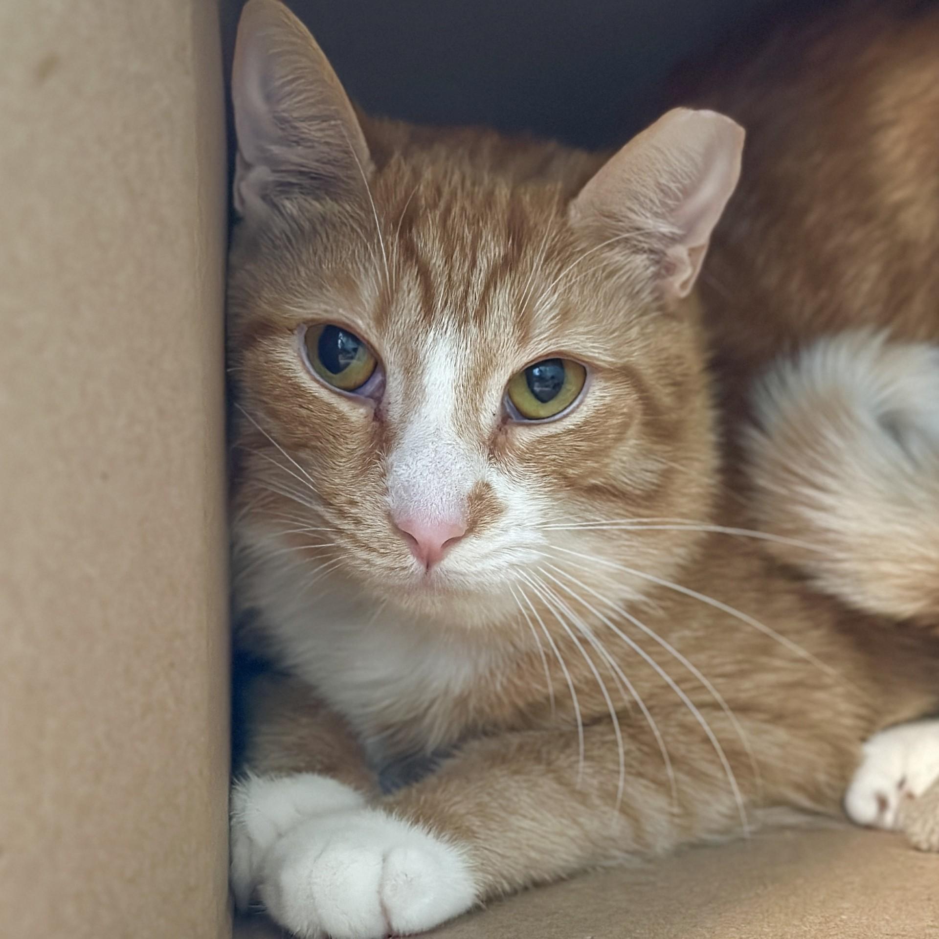 Enlarge Spice, a Adoptable Domestic Short Hair in Victor, NY image 2/3