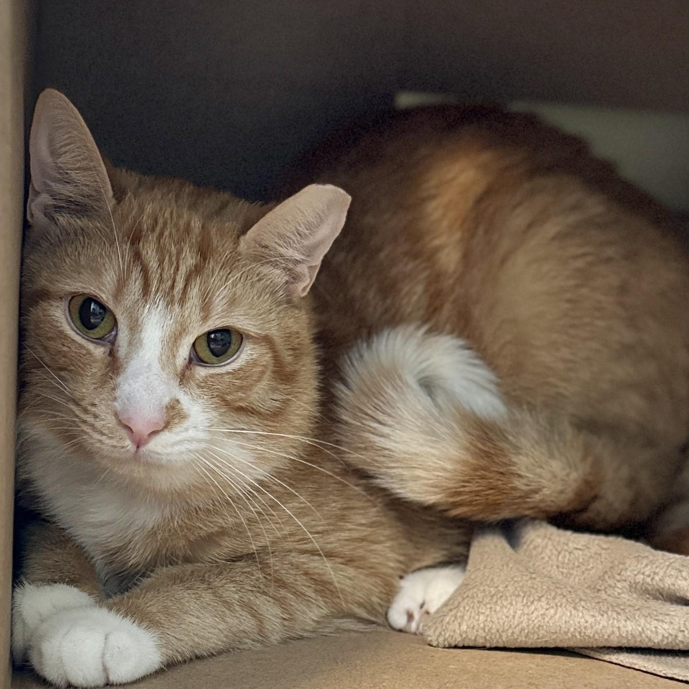 Enlarge Spice, a Adoptable Domestic Short Hair in Victor, NY image 3/3