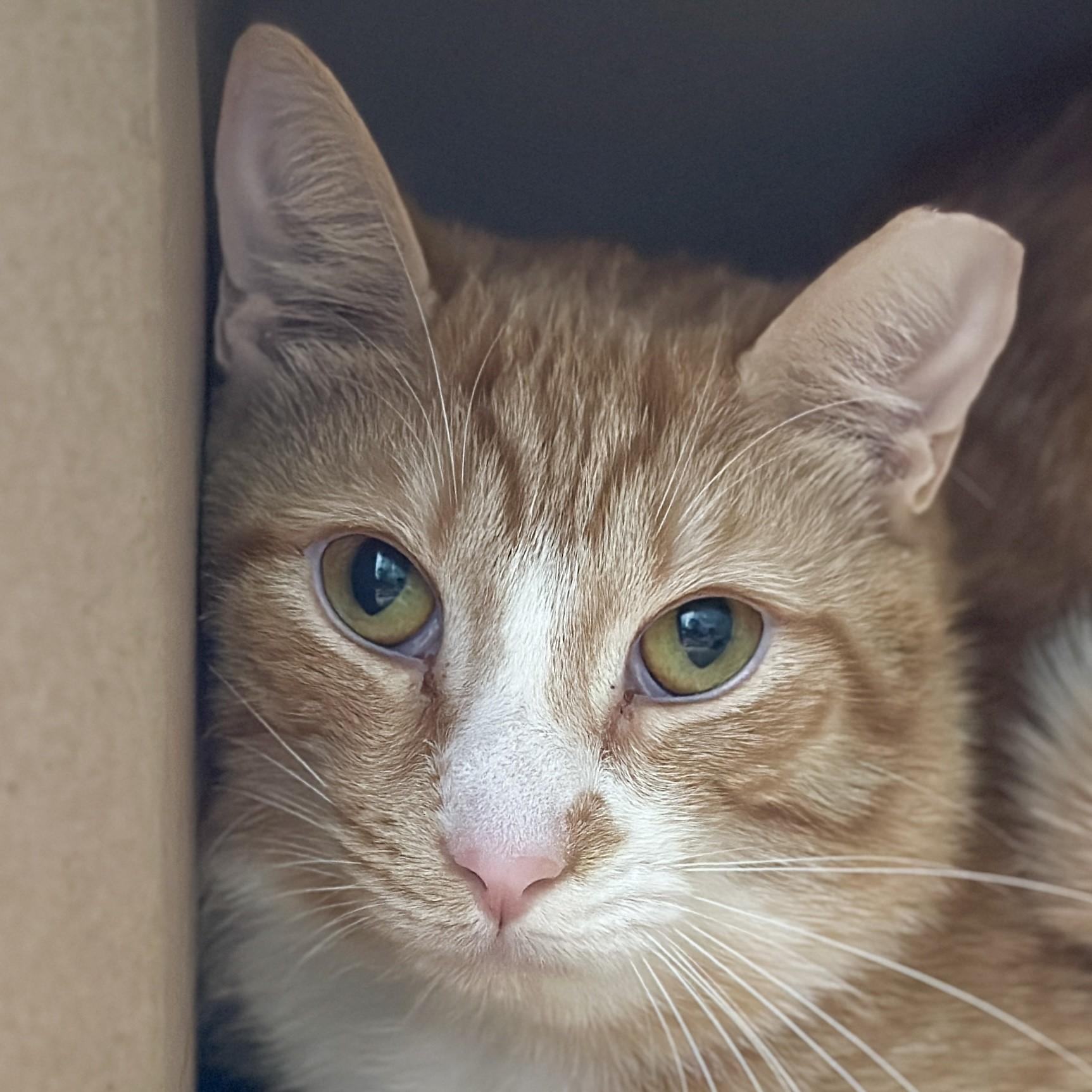Spice, Adoptable, Adult Male Domestic Short Hair.