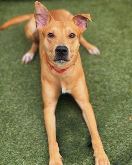 Pogo, Adoptable, Adult Male Retriever & Mixed Breed.