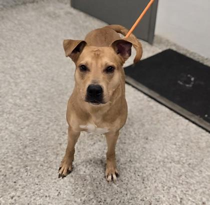 Enlarge Pogo, a Adoptable mixed breed in Gastonia, NC image 2/2