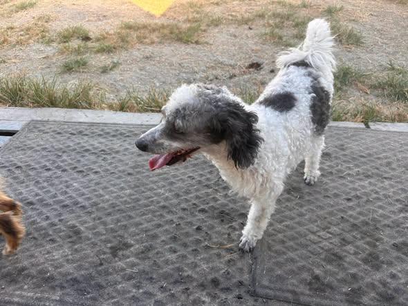 Enlarge Sid, a Adoptable mixed breed in Temple, TX image 3/5