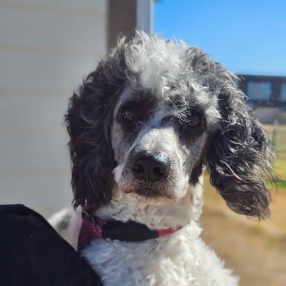 Sid, Adoptable, Adult Male Poodle.