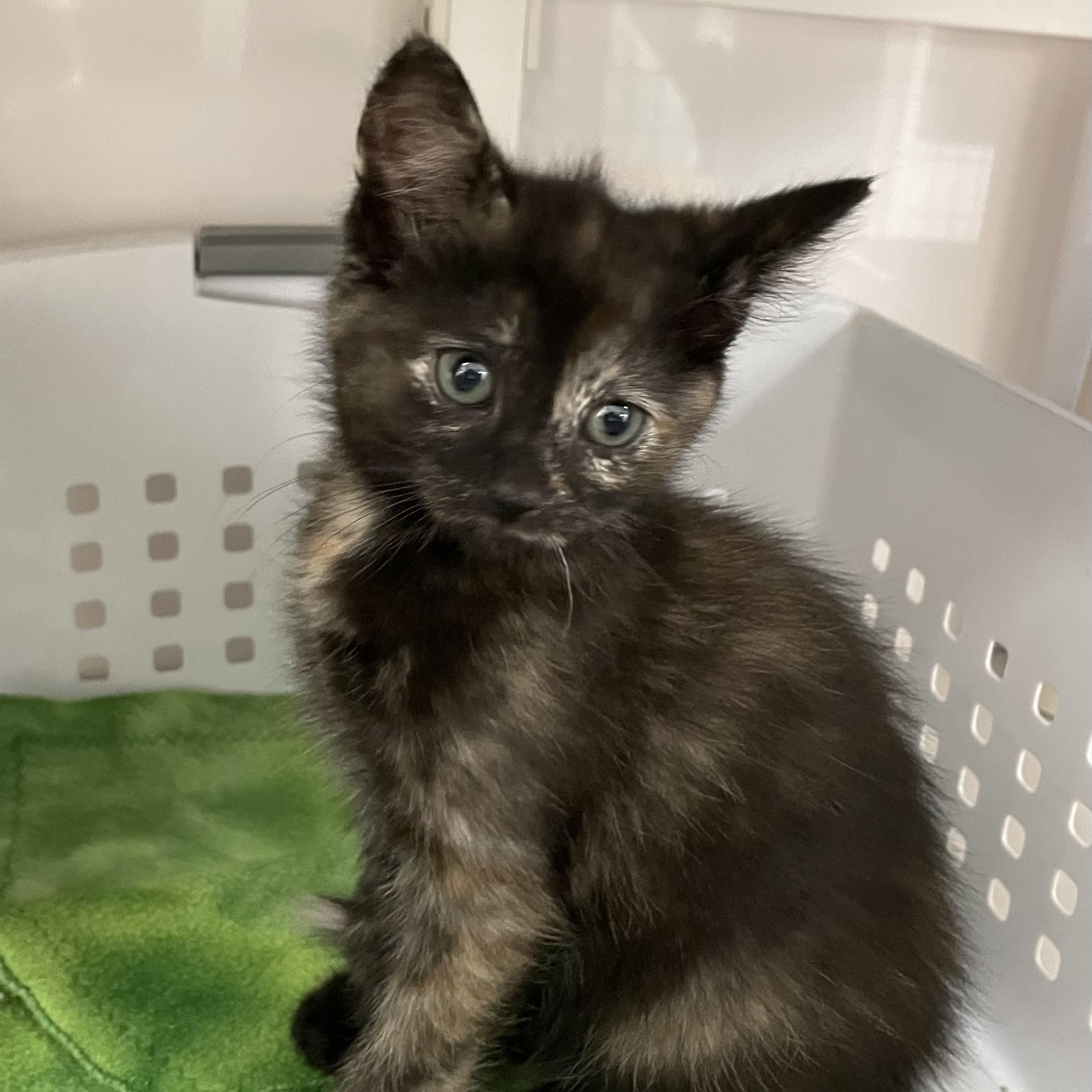 Enlarge Janet, an adopted Domestic Short Hair in Colonia, NJ image 2/5