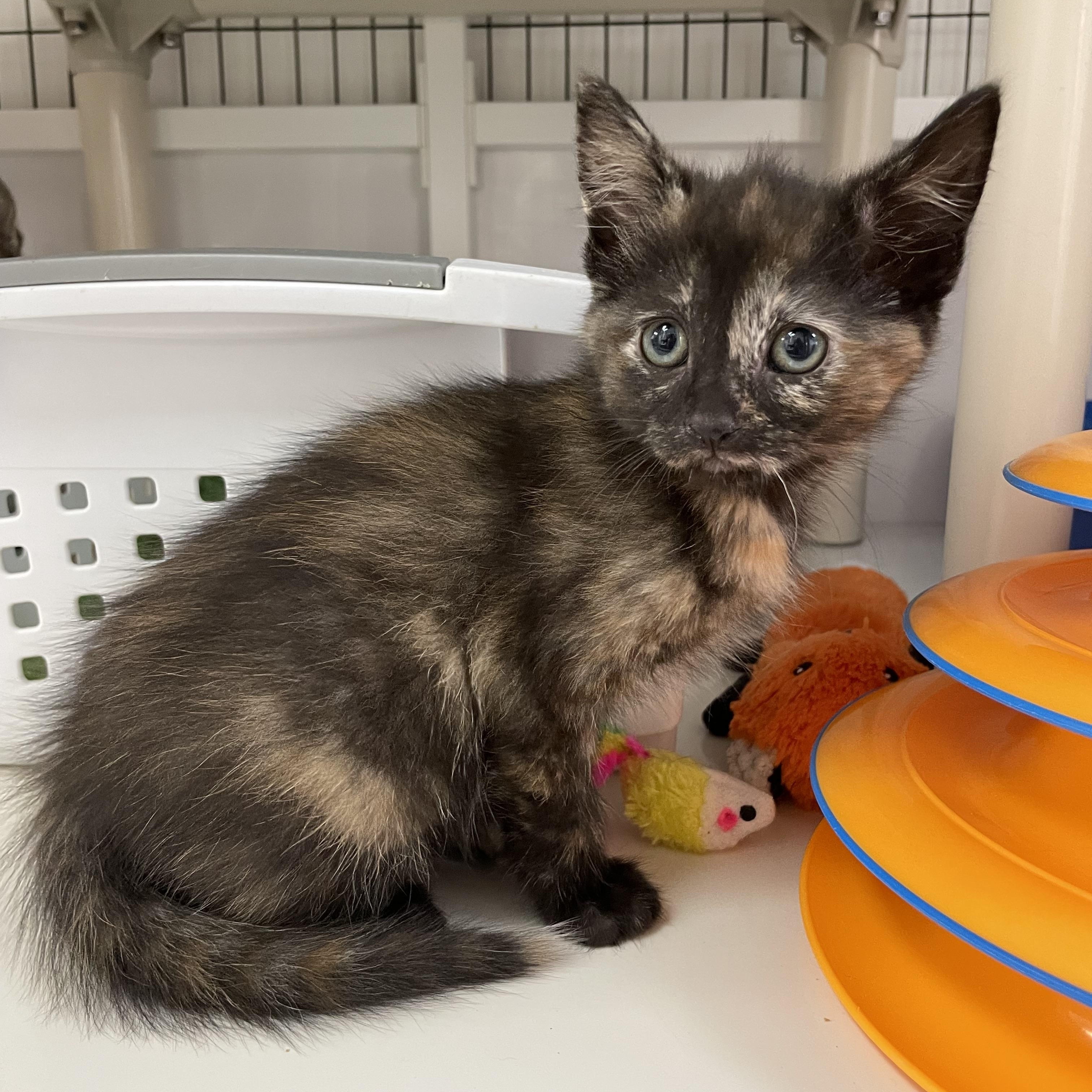 Enlarge Janet, an adopted Domestic Short Hair in Colonia, NJ image 3/5