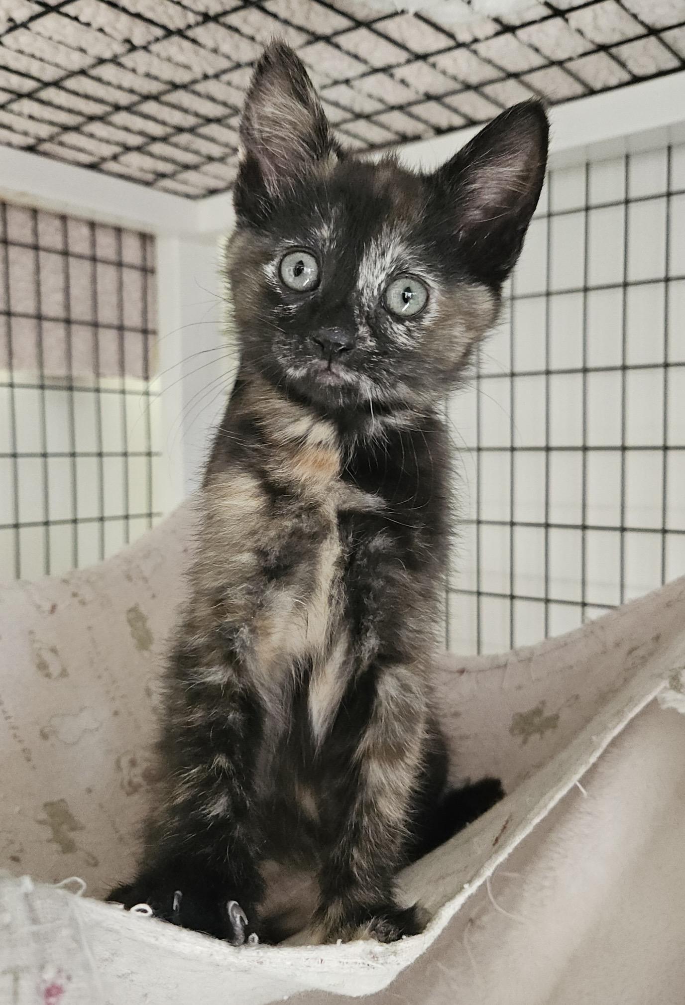 Janet, adopted, Kitten Female Domestic Short Hair.