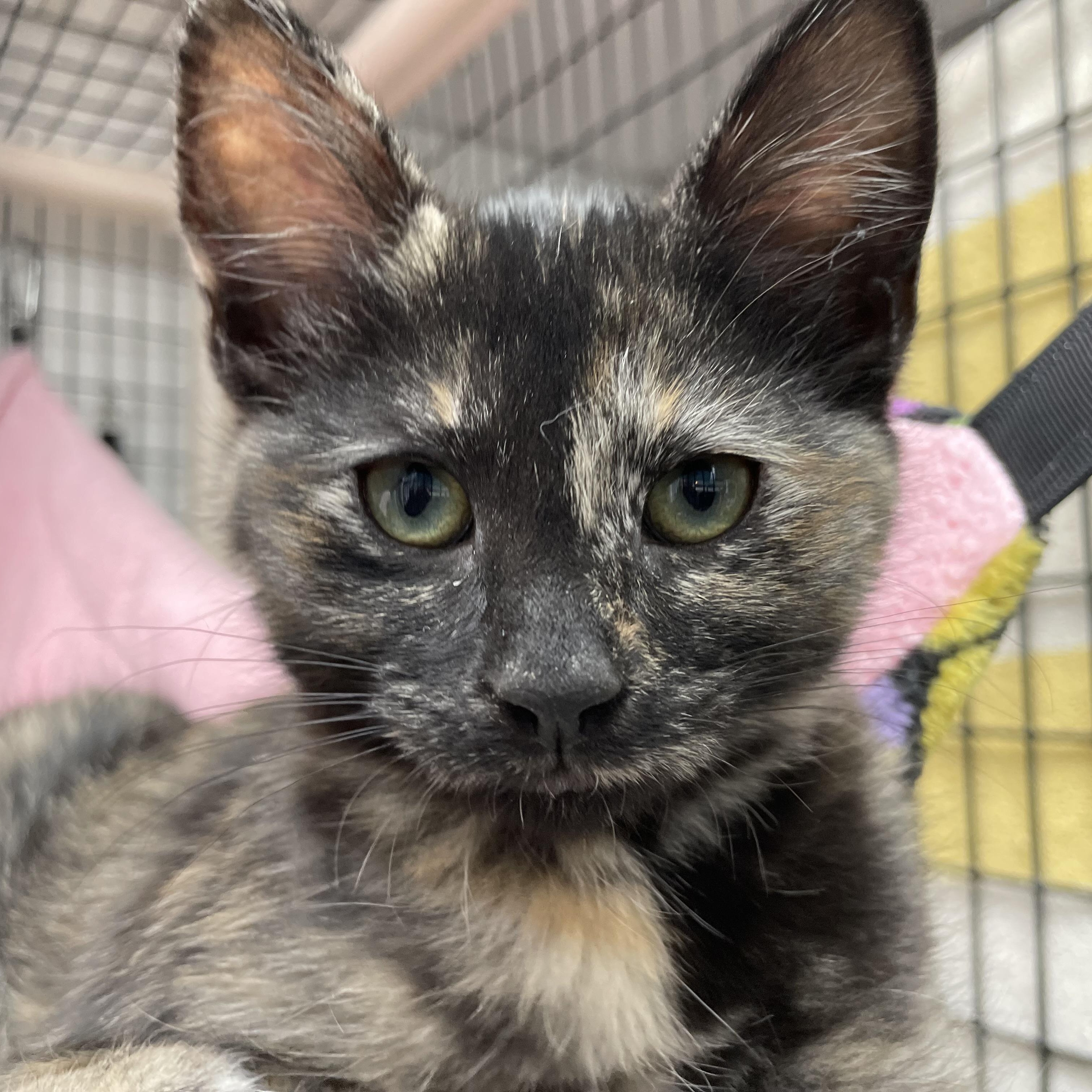 Enlarge Janet, an adopted Domestic Short Hair in Colonia, NJ image 5/5
