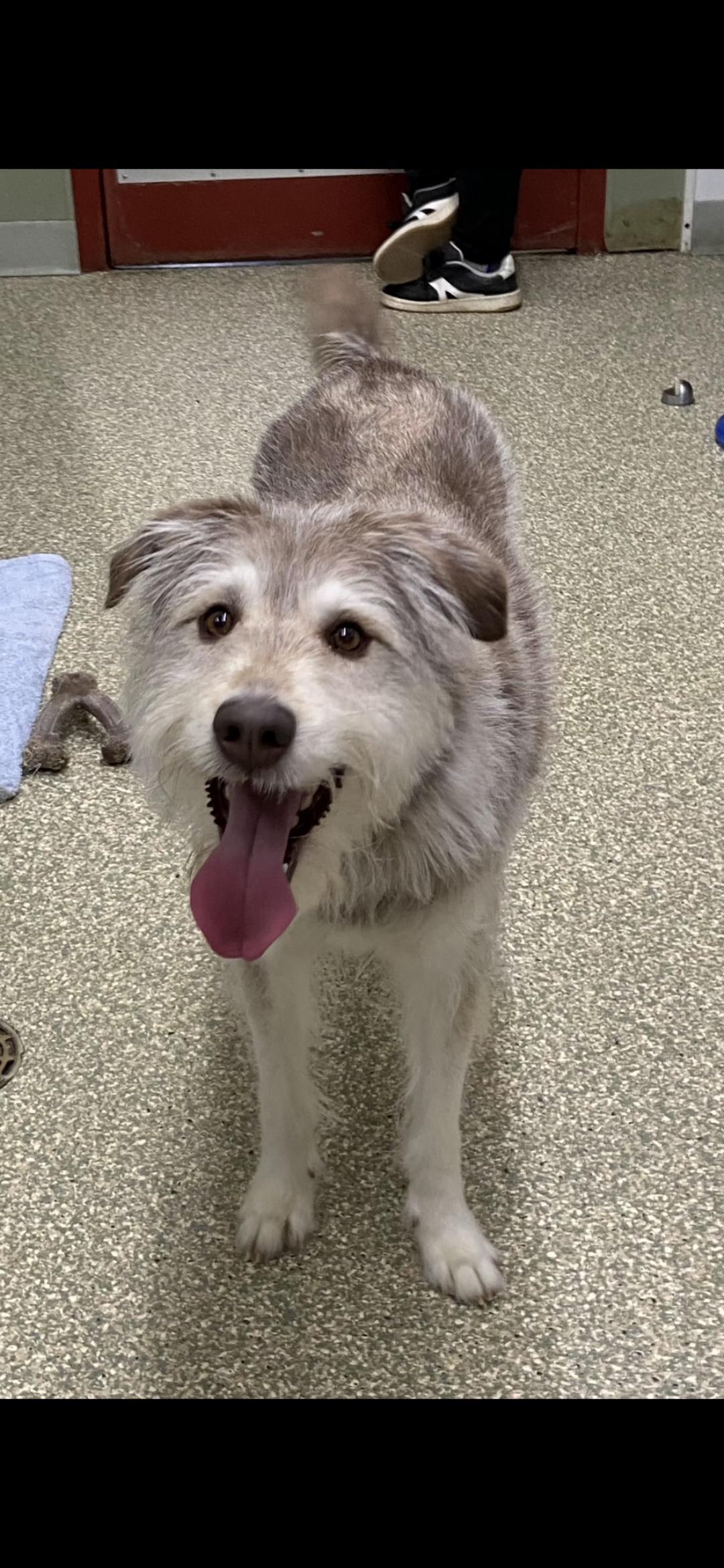 Enlarge Gromit, a ADOPTABLE mixed breed in Warwick, RI image 1/3