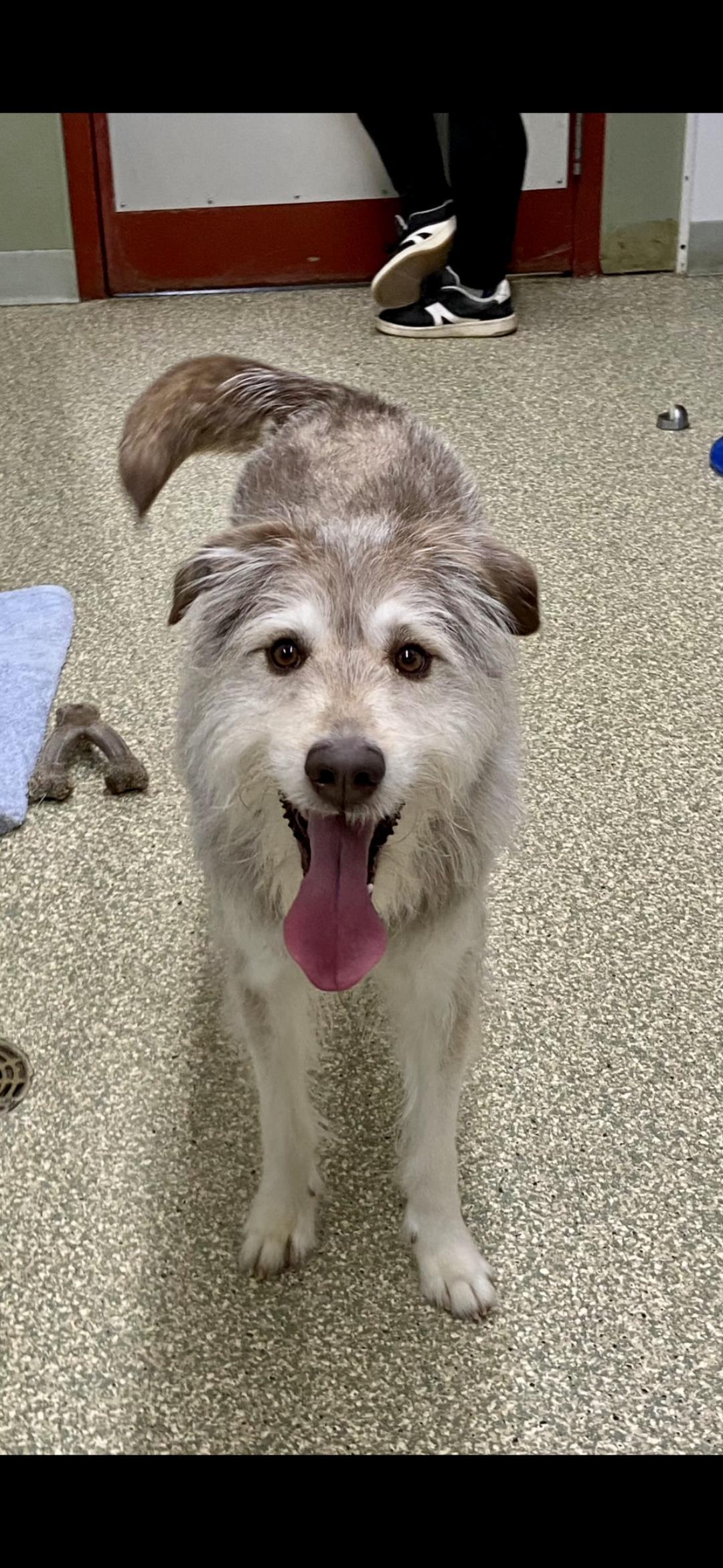 Enlarge Gromit, a ADOPTABLE mixed breed in Warwick, RI image 2/3