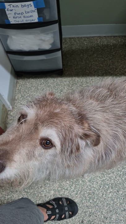 Enlarge Gromit, a ADOPTABLE mixed breed in Warwick, RI video 3/3