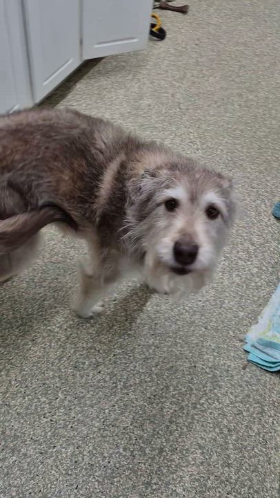 Enlarge Gromit, a ADOPTABLE mixed breed in Warwick, RI video 3/3