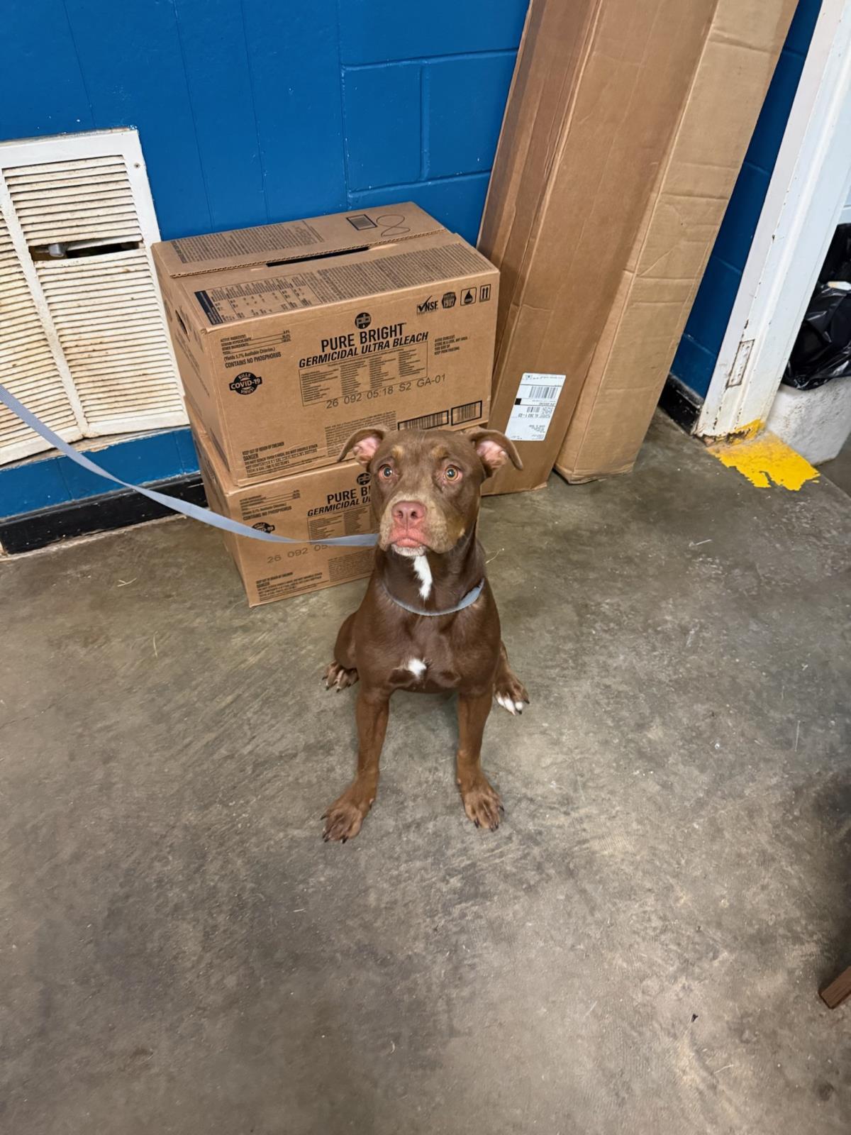 coco beans, Adoptable, Adult Male Boxer.