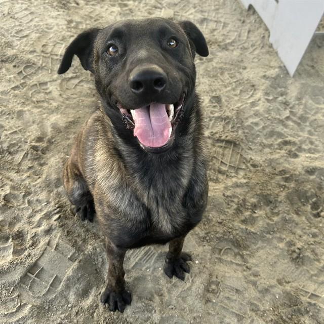 Enlarge JAX, a Adoptable Belgian Shepherd / Malinois in Thousand Palms, CA image 1/1