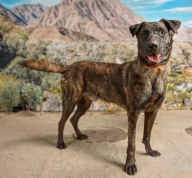 JAX, Adoptable, Adult Male Belgian Shepherd / Malinois.