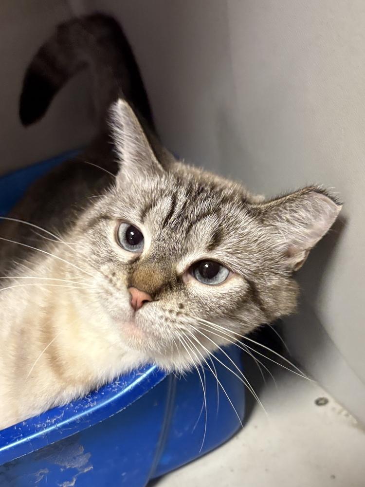 Enlarge Bella, a Adoptable mixed breed in Anoka, MN image 1/1