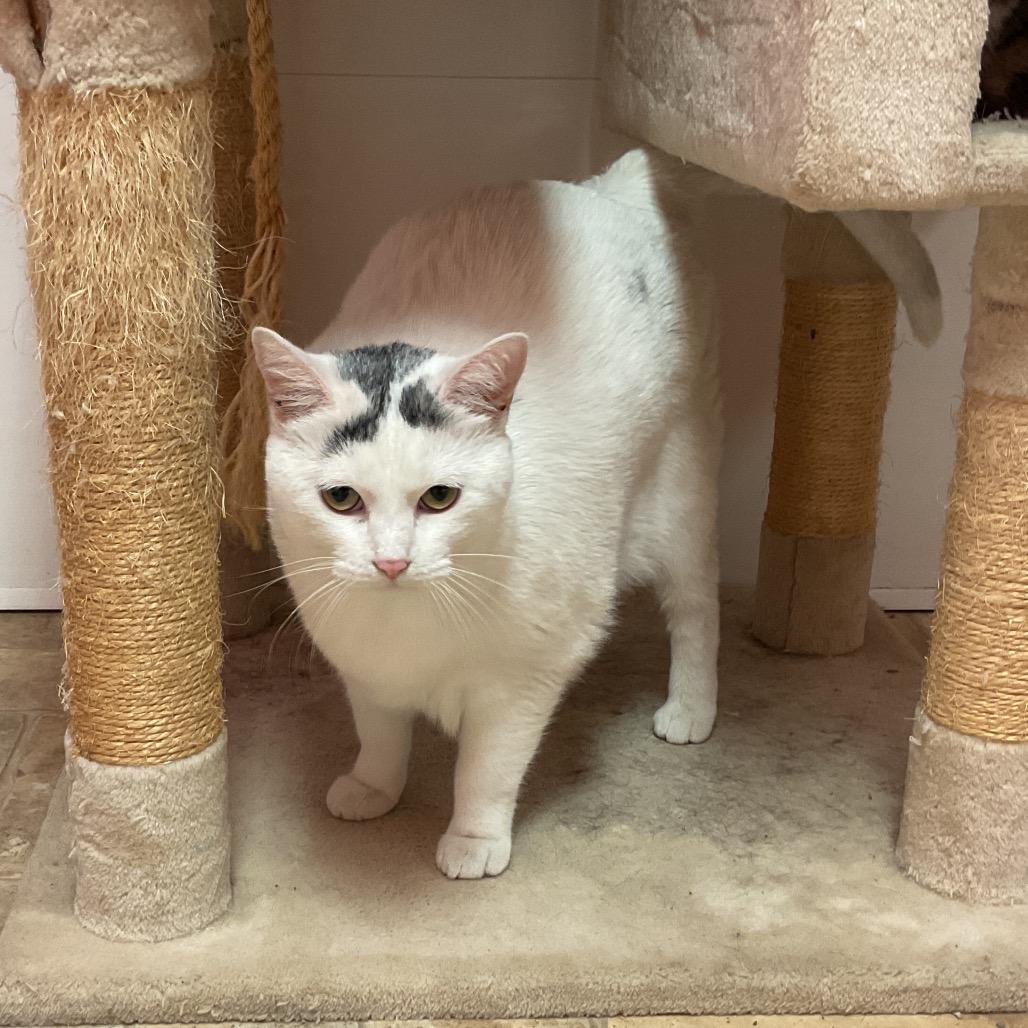 Willow, Adoptable, Young Female Domestic Short Hair & Domestic Short Hair.
