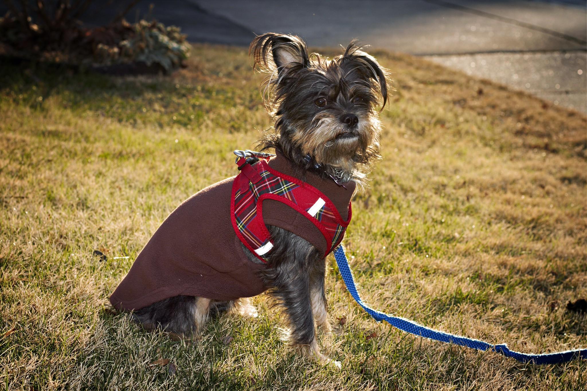 Enlarge Jack Frost (watch my video), a ADOPTABLE mixed breed in Ellicott City, MD image 4/6