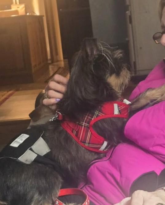 Enlarge Jack Frost (watch my video), a ADOPTABLE mixed breed in Ellicott City, MD image 3/3