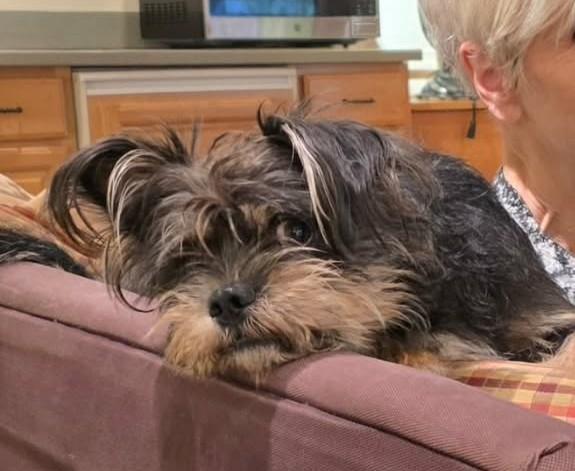 Jack Frost (watch my video), ADOPTABLE, Young Male Yorkshire Terrier & Shih Tzu.