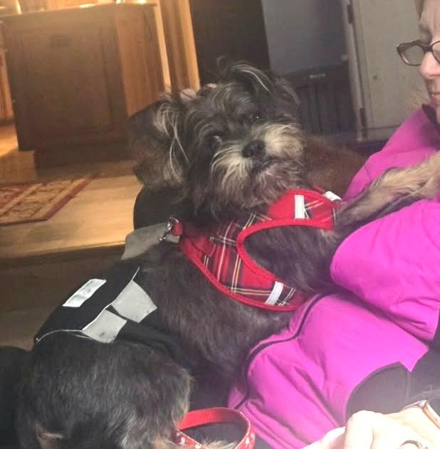 Enlarge Jack Frost (watch my video), a ADOPTABLE mixed breed in Ellicott City, MD image 2/3